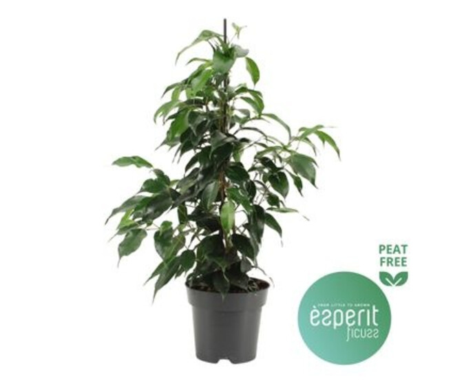 FICUS DANIELLE PYRAM