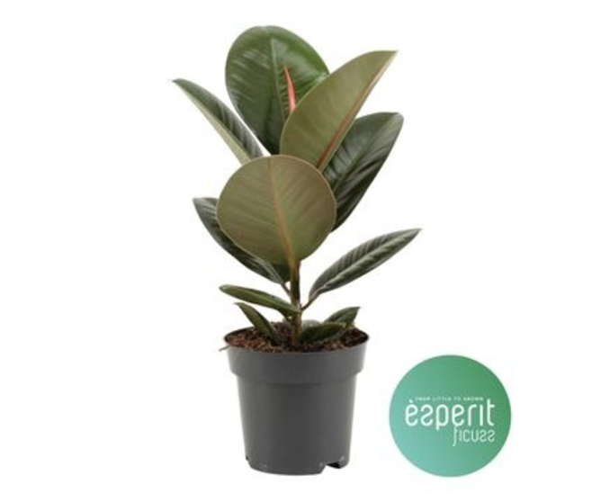 FICUS ROBUSTA