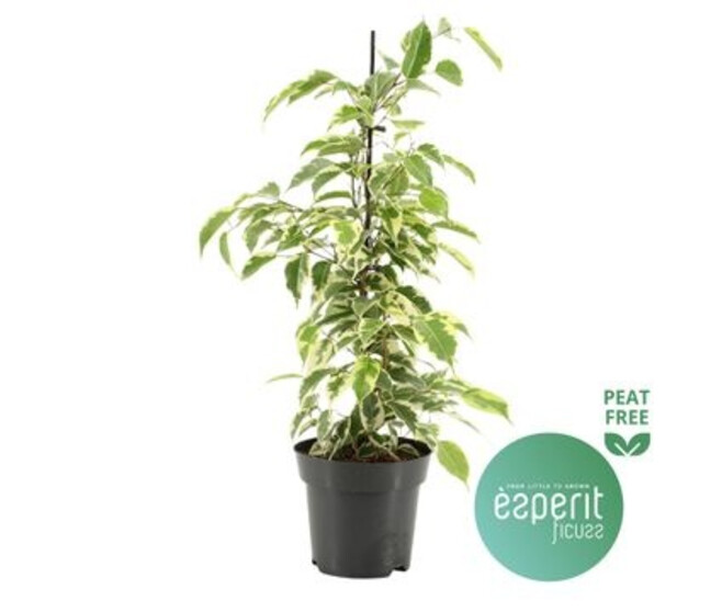 FICUS SAMANTHA PYRAM