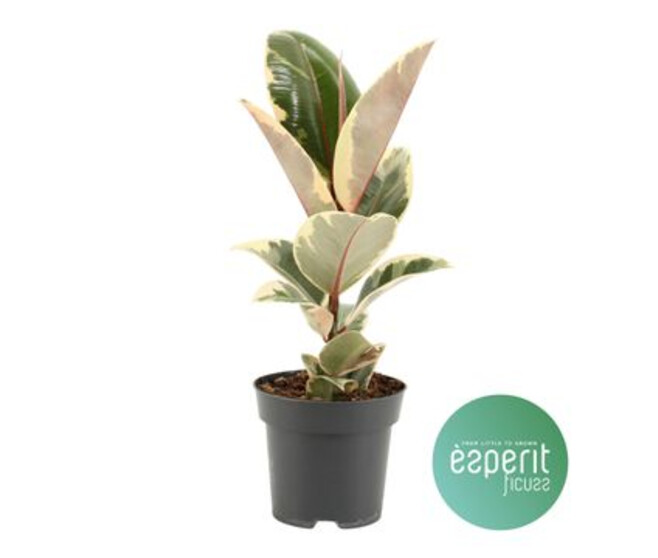 FICUS TINEKE