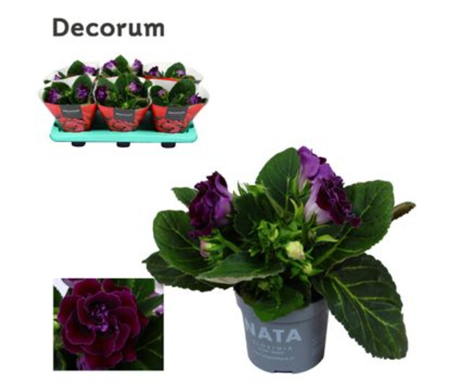 GLOXINIA SONATA LILAS DECORUM