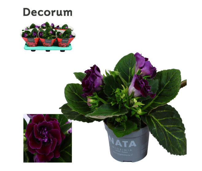 GLOXINIA SONATA LILAS DECORUM