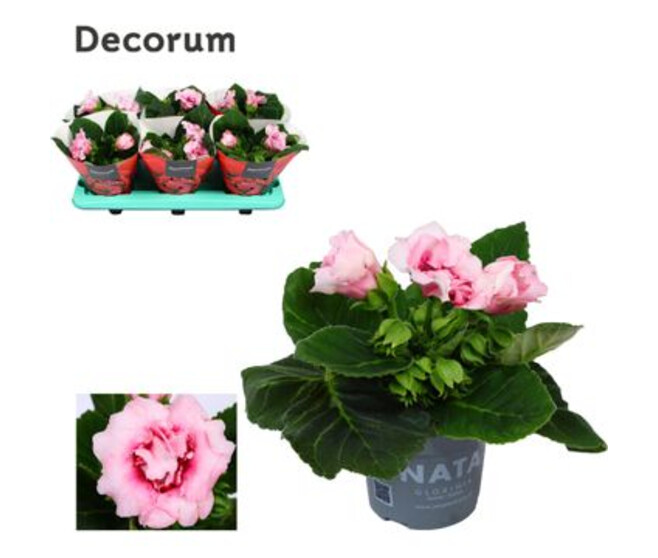 GLOXINIA SONATA ROSE