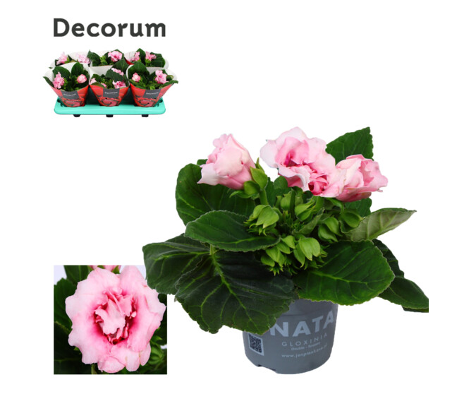 GLOXINIA SONATA ROSE