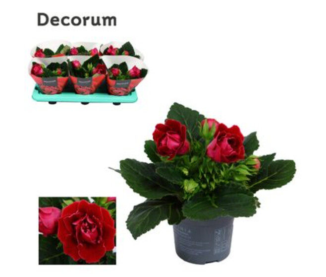 GLOXINIA SONATA ROUGE