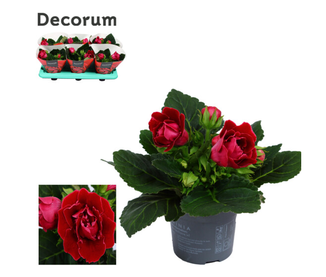 GLOXINIA SONATA ROUGE