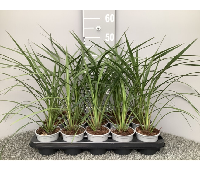 CORDYLINE INDIVISA PEKO