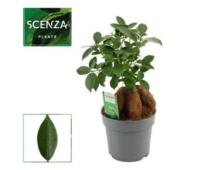 FICUS GINSENG