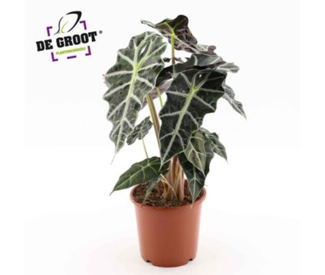 ALOCASIA POLLY