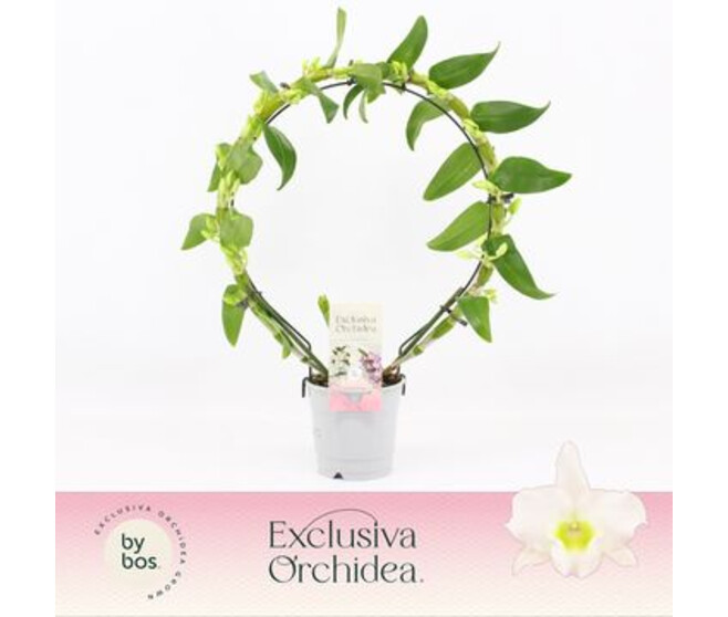 DENDROBIUM 2BR NOBILE BLANC ARCEAU