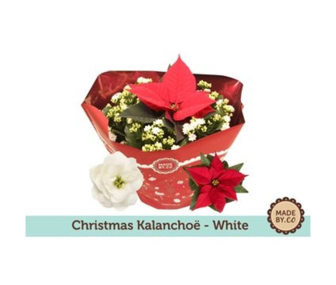 KALANCHOE BLANC POINSETTIA COUPE