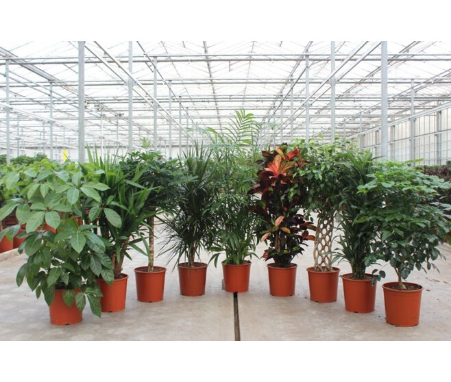 PLANTES VERTES VARIEES