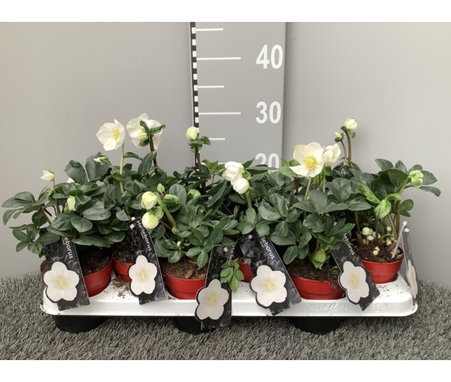 HELLEBORE CHRISTMAS CAROL