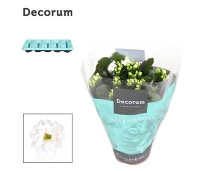 KALANCHOE FL DBLE BLANC DECORUM