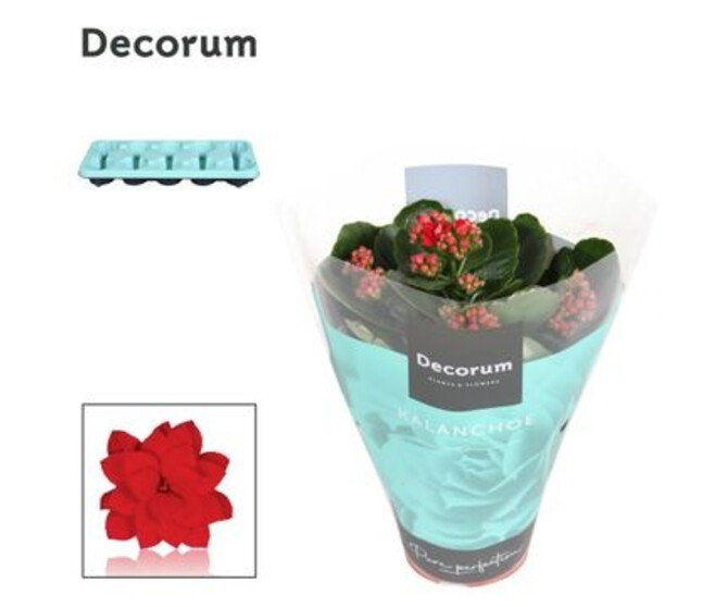 KALANCHOE FL DBLE ROUGE DECORUM