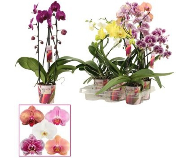 PHALAENOPSIS 2BR FORMES VARIEES