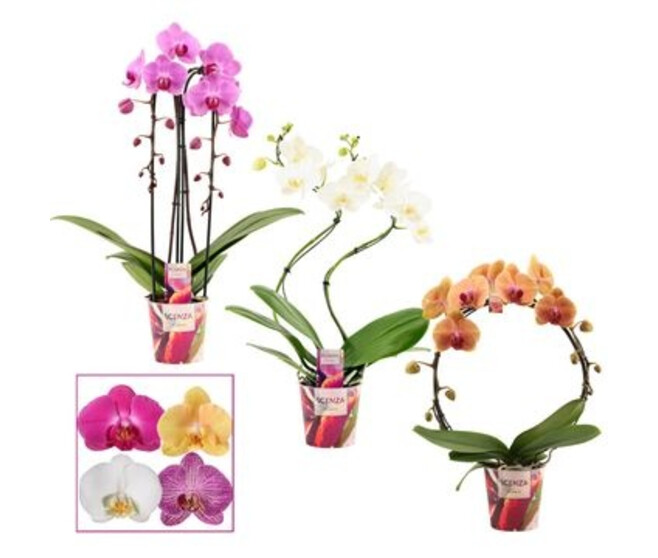 PHALAENOPSIS 2BR FORMES VARIEES