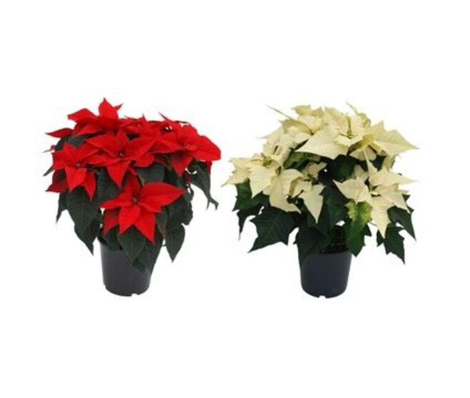 POINSETTIA