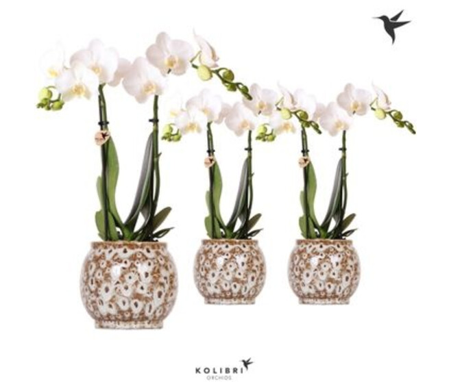 PHALAENOPSIS 2BR BLANC CERAM