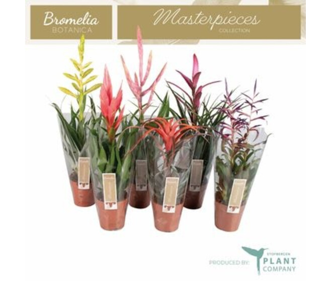 TILLANDSIA VARIES