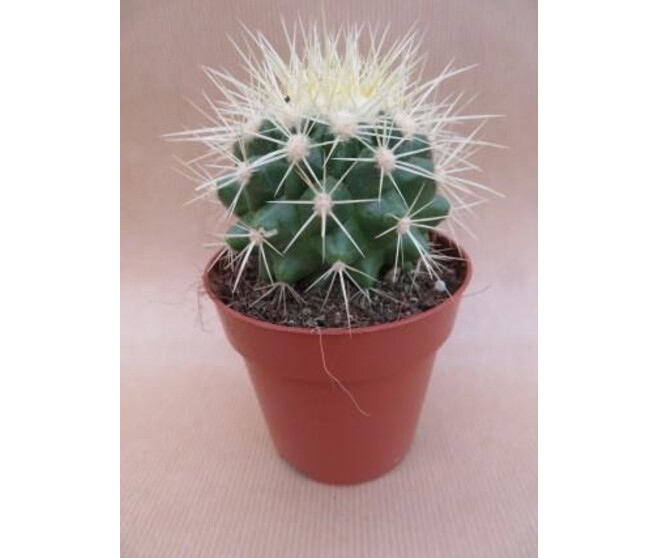 CACTUS ECHINOCACTUS GRUSONII
