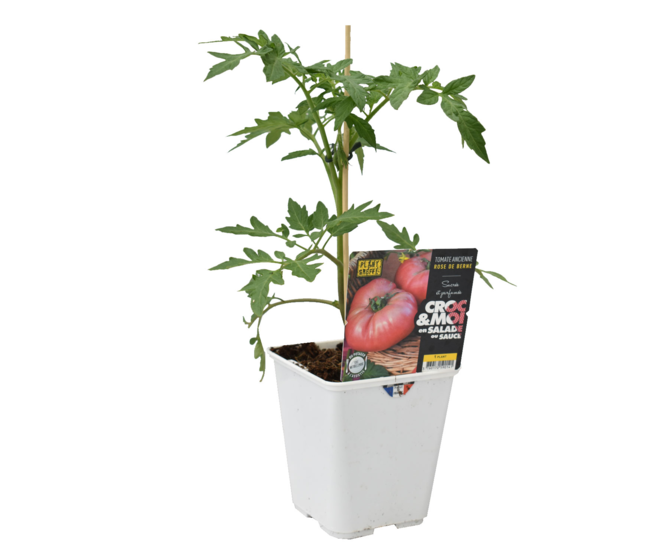 TOMATE GREFFEE ROSE DE BERNE
