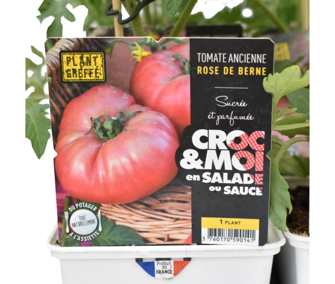 TOMATE GREFFEE ROSE DE BERNE