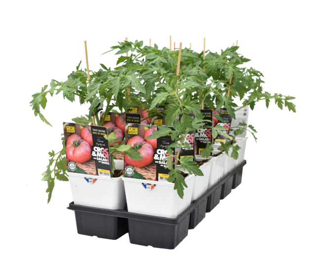 TOMATE GREFFEE ROSE DE BERNE
