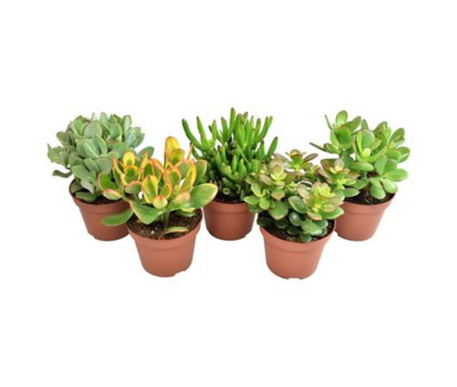 CRASSULA VARIES