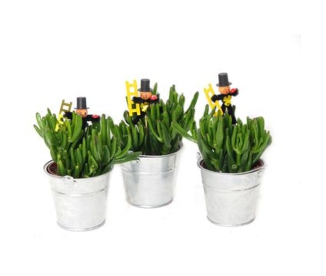 CRASSULA VARIES