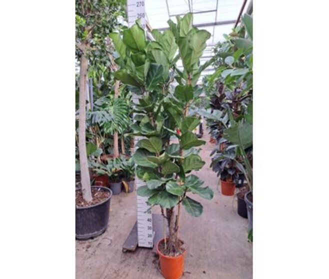 FICUS LYRATA