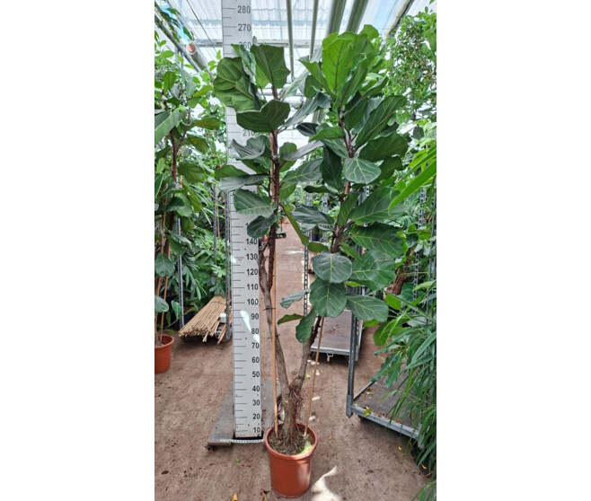 FICUS LYRATA
