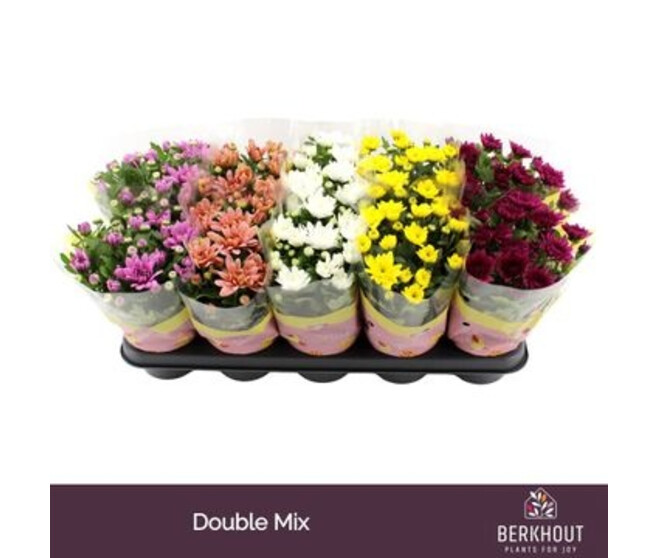 DENDRANTHEMA 3PP VARIES