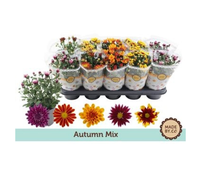 DENDRANTHEMA 3PP VARIES