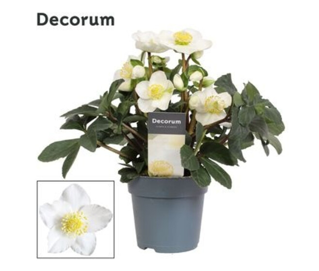 HELLEBORE CHRISTMAS CAROL