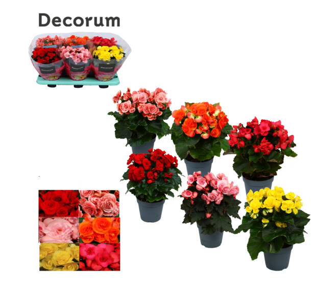 BEGONIA VARIE DECORUM
