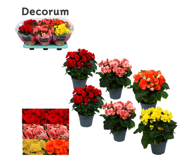 BEGONIA VARIE DECORUM