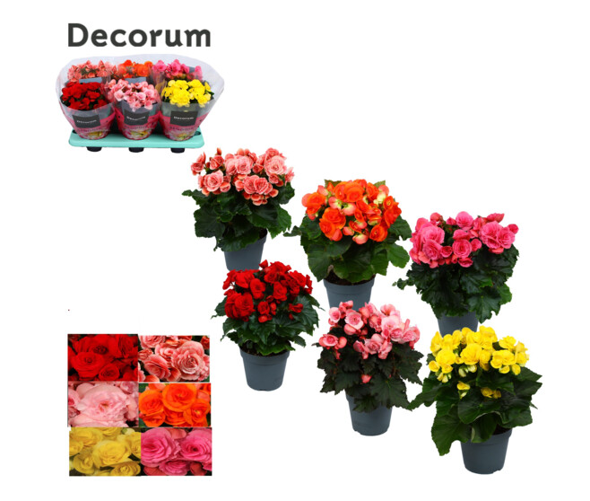 BEGONIA VARIE DECORUM