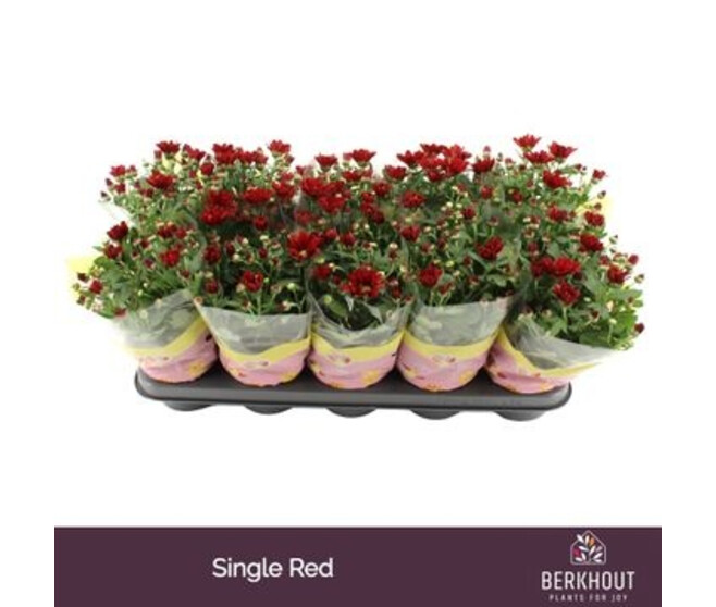 DENDRANTHEMA 3PP ROUGE