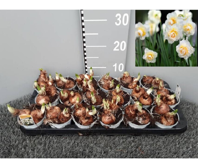 NARCISSE BRIDAL CROWN