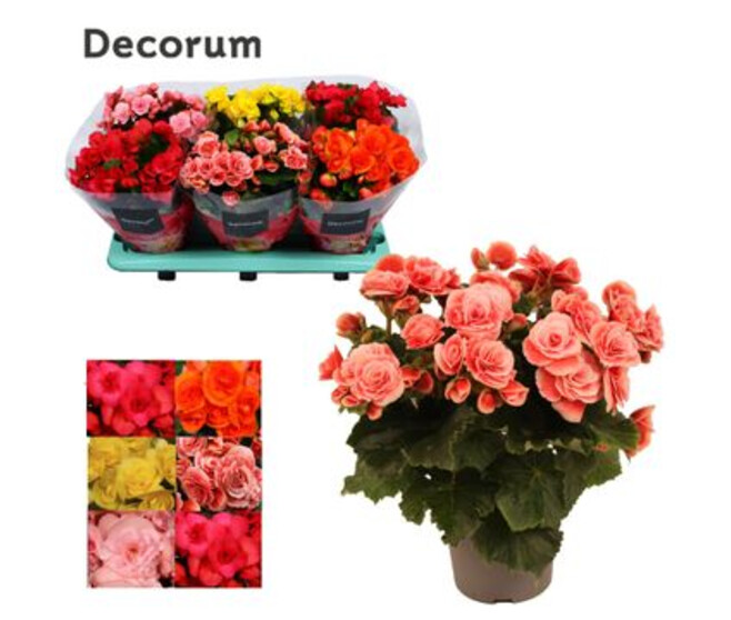 BEGONIA VARIES DECORUM