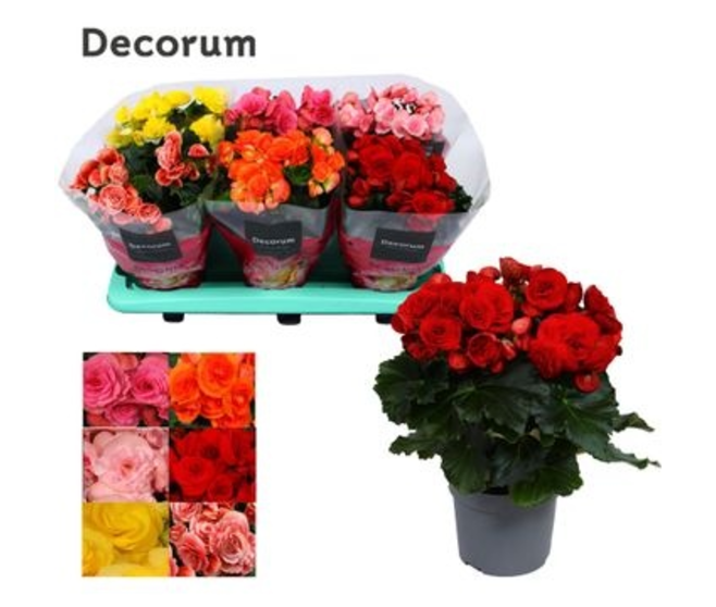 BEGONIA VARIES DECORUM