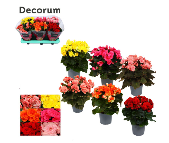 BEGONIA VARIES DECORUM