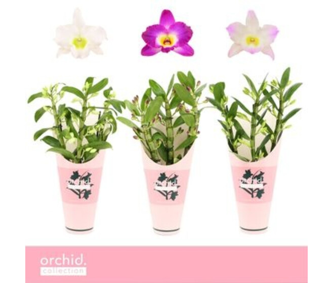 DENDROBIUM 3BR NOBILE