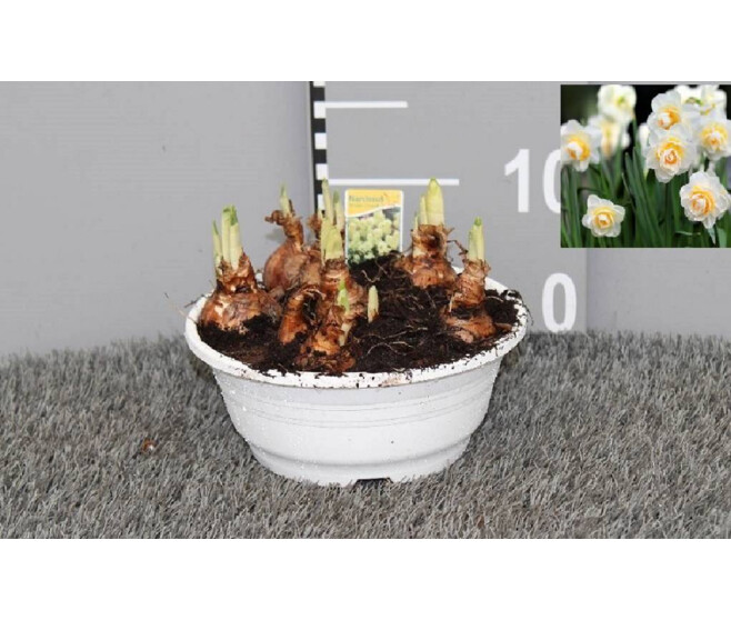 NARCISSE BRIDAL CROWN COUPE