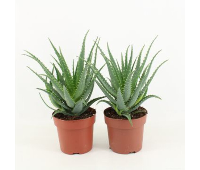 ALOE ARBORESCENS