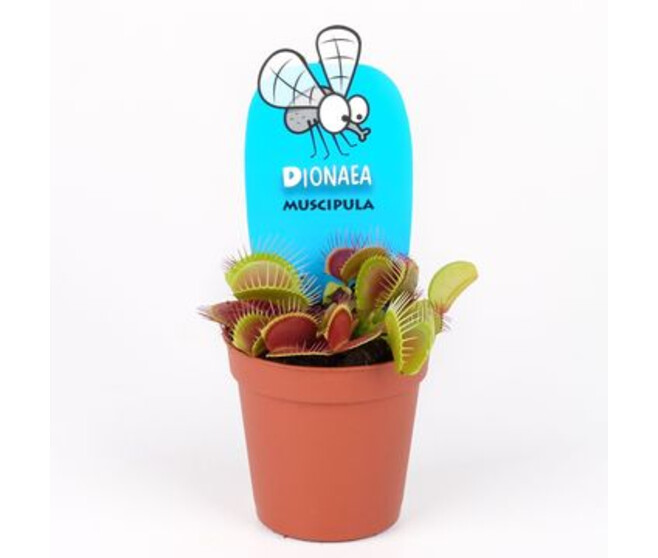 DIONAEA