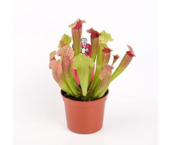 SARRACENIA FIONA