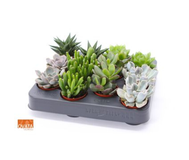 SUCCULENTE VARIEE XXL