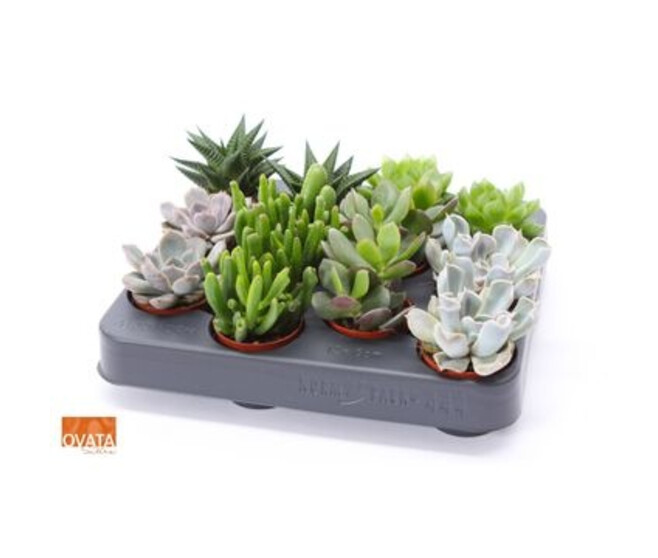 SUCCULENTE VARIEE XXL